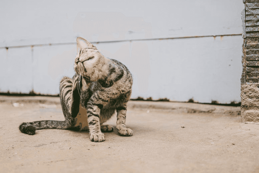 Cat with Ear Inflammation Due to Allergies