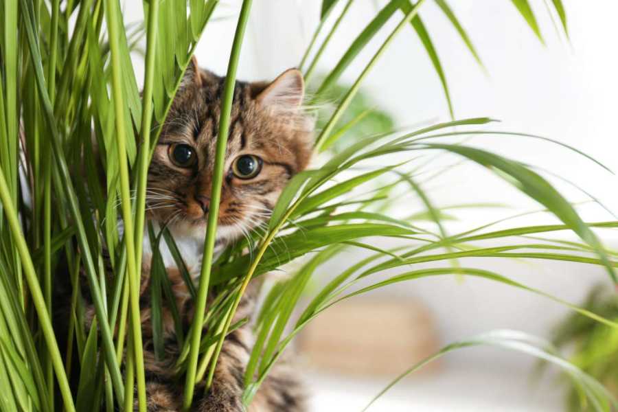 Not All Grass is Created Equal