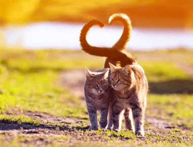 What Does It Mean When Cats Wag Their Tails?
