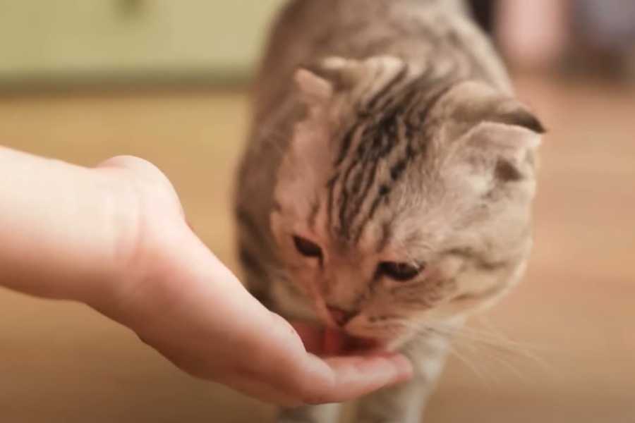 Preventing Cat Vomiting: Proactive Measures