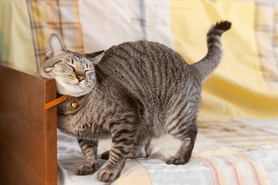 At What Age Do Cats First Go Into Heat?