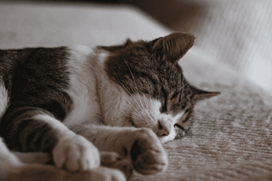 How to Comfort a Dying Cat