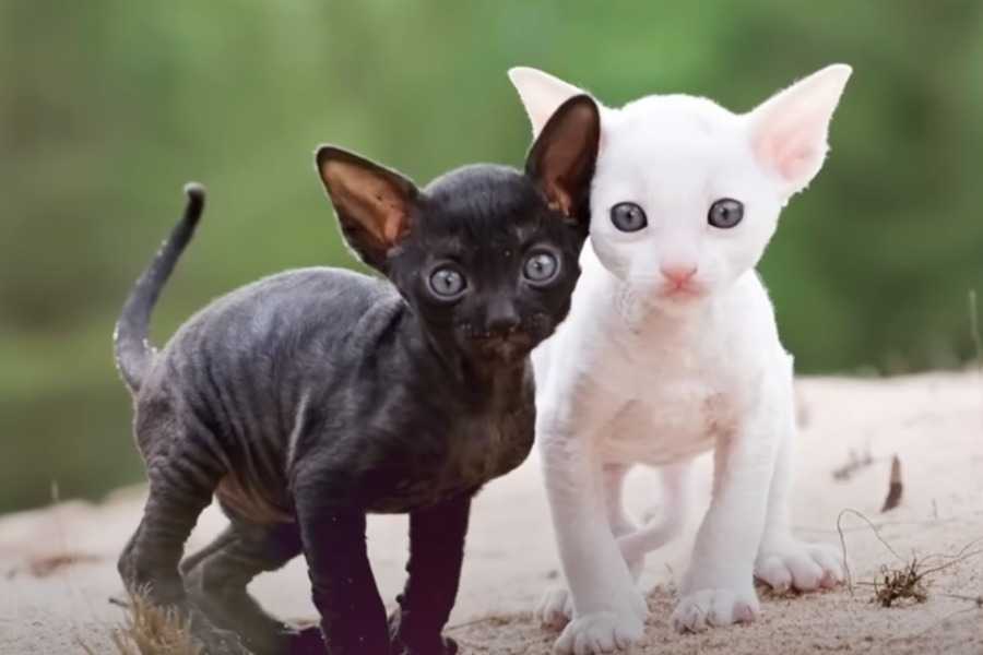 Cornish Rex