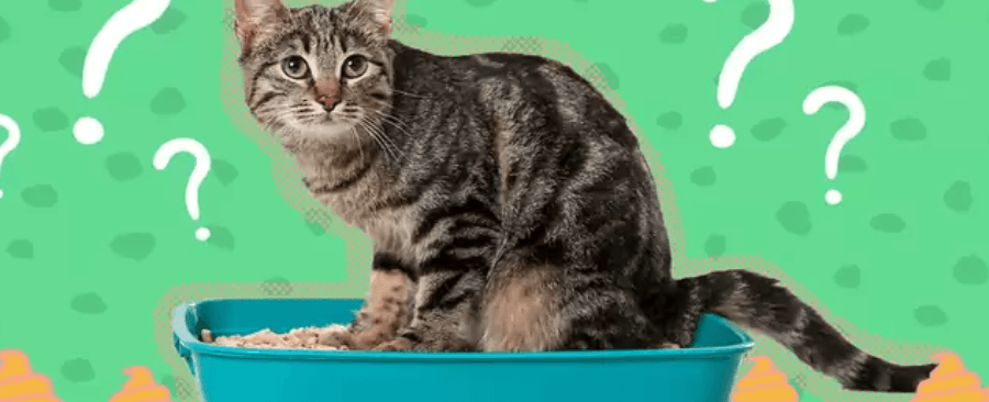 Why Cat Won't Poop in Litter Box? 🕵️♀️