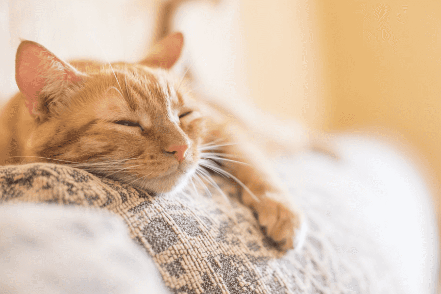 What to Do When Your Cat Dies?