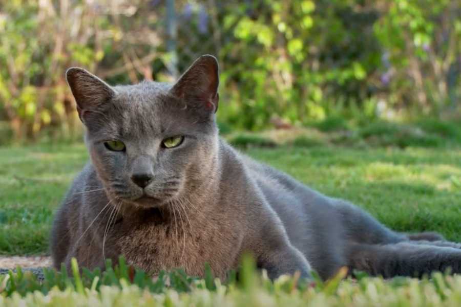 Russian Blue