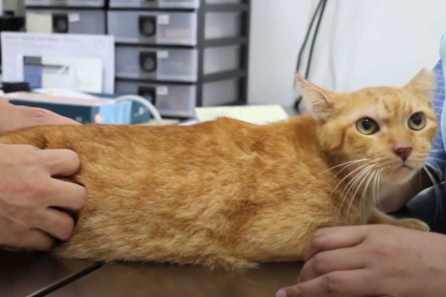 Caring for a Cat in Heat