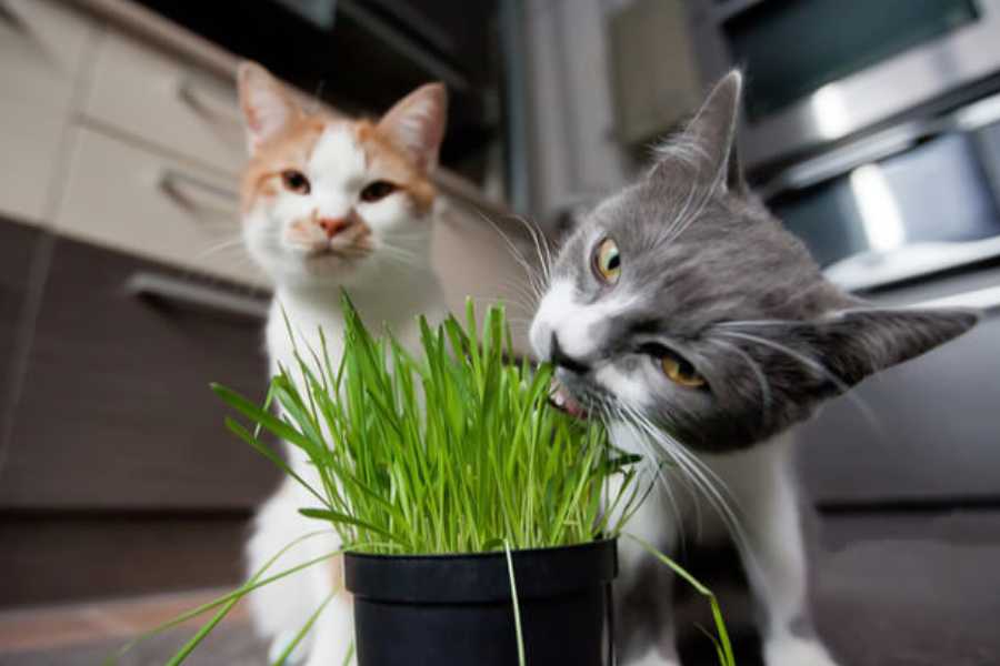 Why Do Cats Eat Grass?