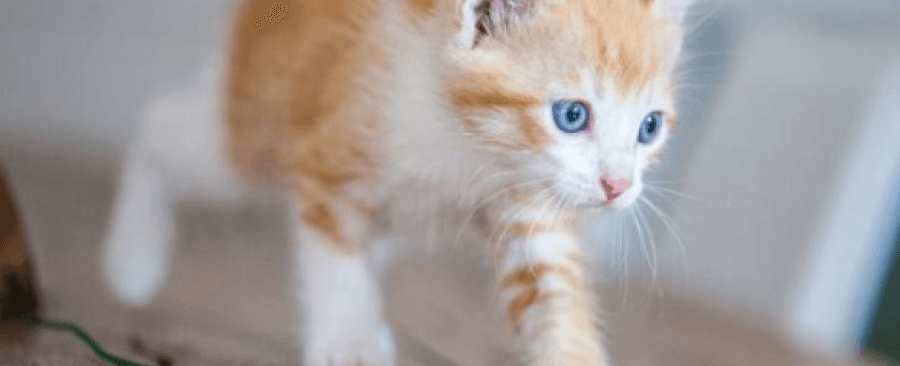 How Big Is A Cat? When Are Cats Full-Grown?