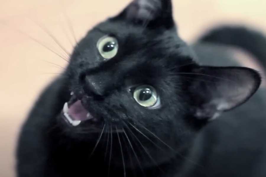 Some Cats Will Talk to You