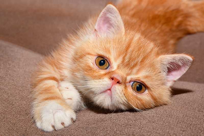 exotic shorthair