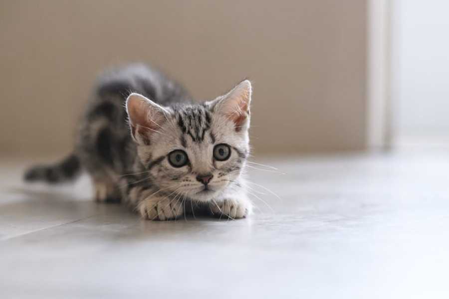 American Shorthair