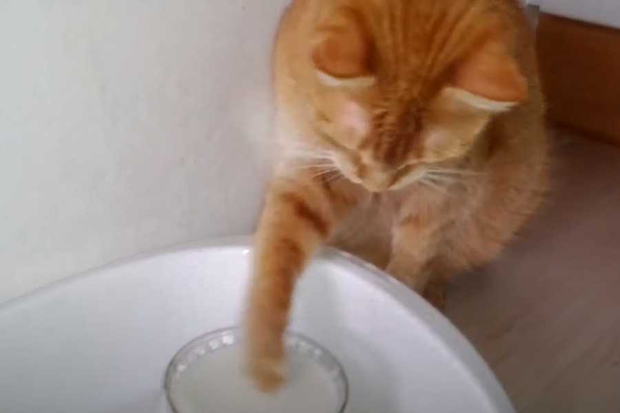 Understanding Lactose Digestion in Cats