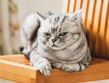 Why My Cat Won't Eat Wet Food?