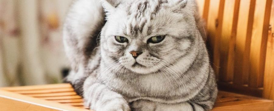 Why My Cat Won't Eat Wet Food?