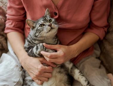 13 Best Cat For Elderly Person and Seinor