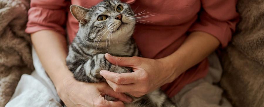 13 Best Cat For Elderly Person and Seinor