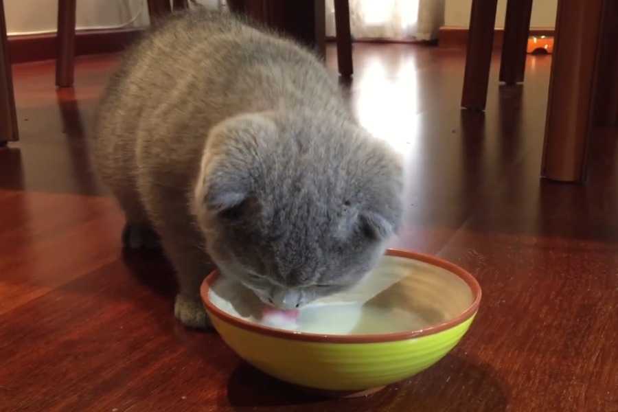 Lactose Allergy in Cats