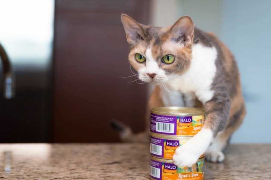 Storing Unopened Wet Cat Food
