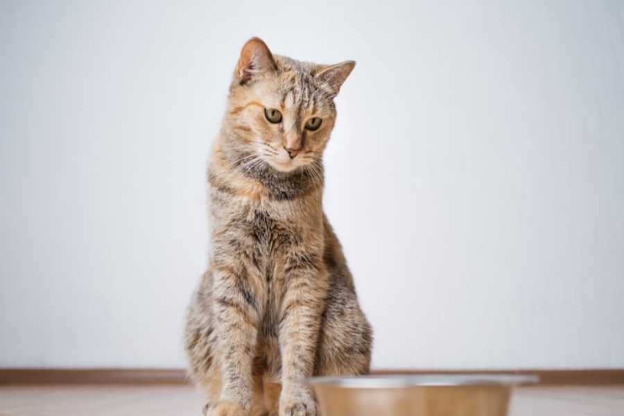 Recent Vaccination or Medication