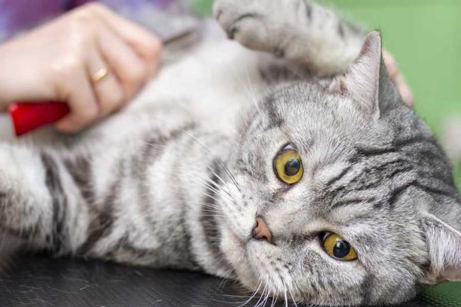 Top Cat Foods for Shedding