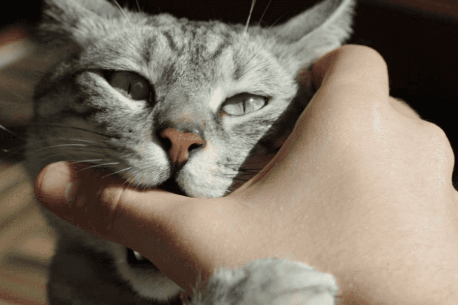 Timeline for cat bite infections