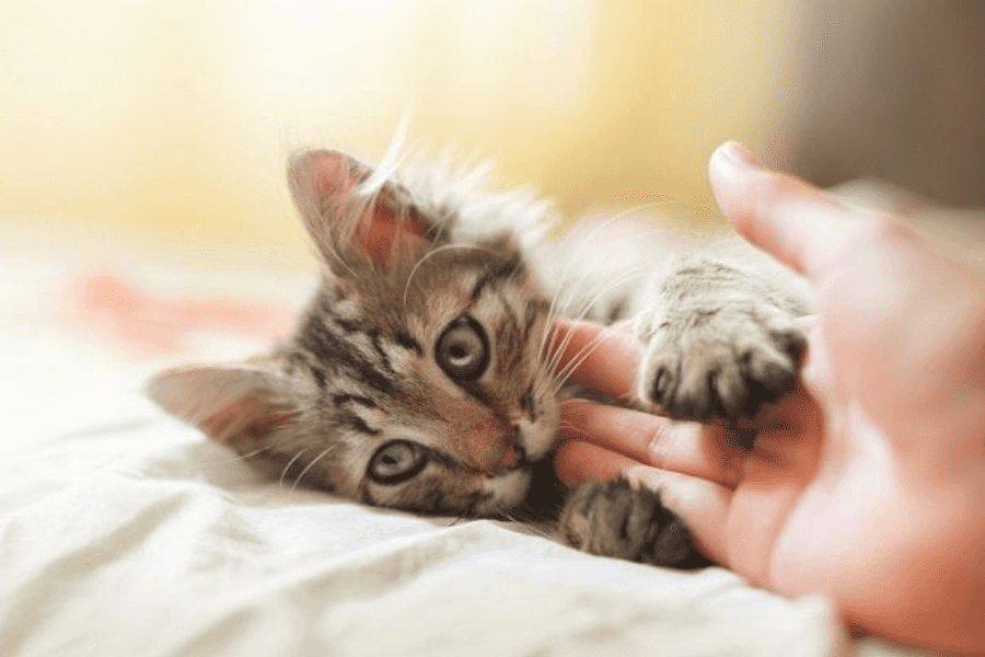 Treating cat bites at home