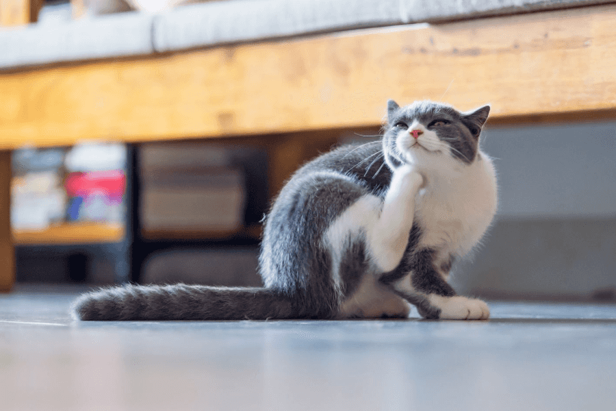 Traveling to Groomers and Vets