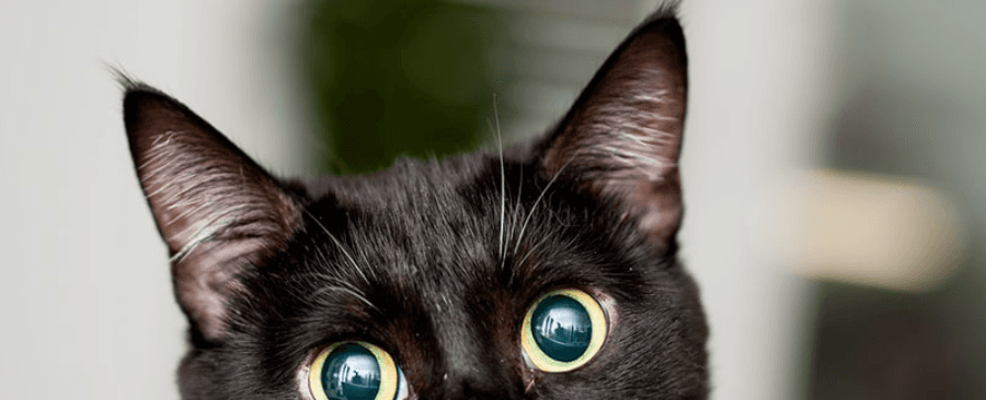 How Much Cat Litter Per Month and How Much Does It Cost? 🐱💰