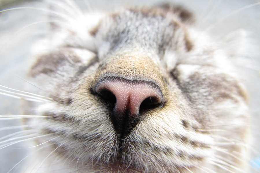 Cats Don't Have a Certain Smell