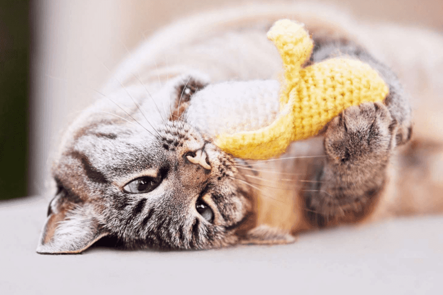 Cat Playing with Catnip Toy