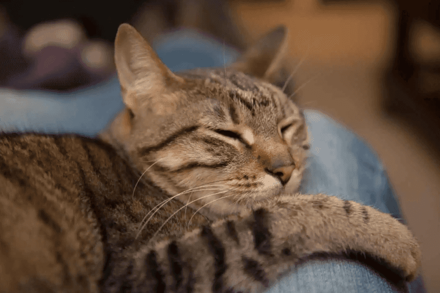 How to Cope with the Death of a Pet Cat