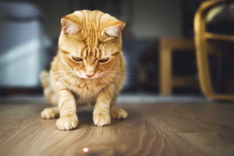 The Laser Pointer: A Tool for Redirection and Engagement