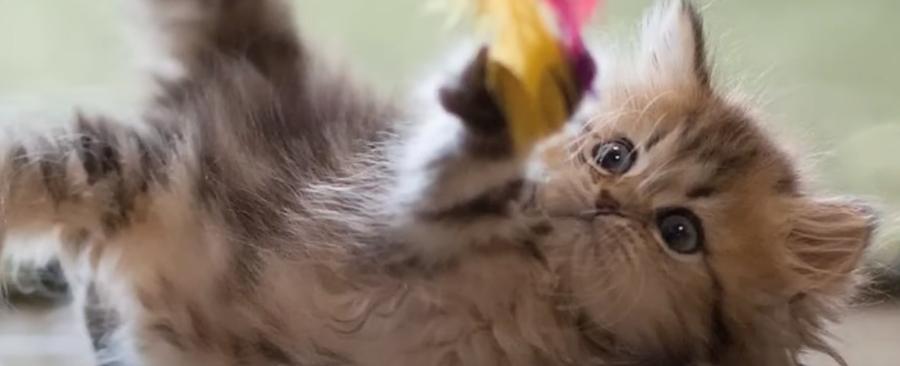 Top 10+ Reasons Why Cats Are the Best Pets