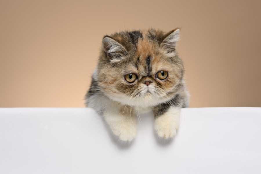 Exotic Shorthair