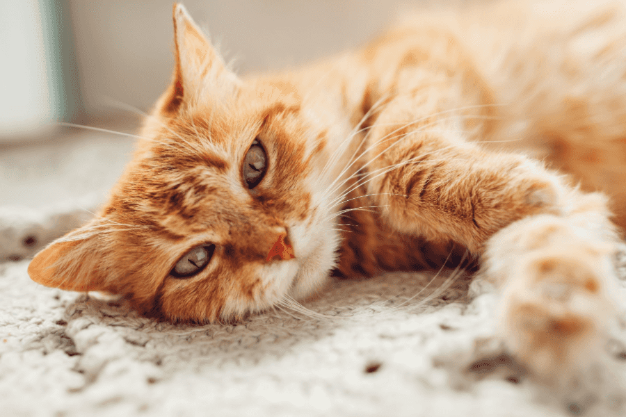 Fire Safety Tips for Cat Owners