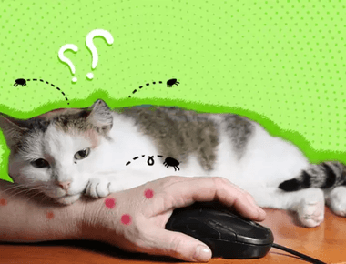 5 Ways Indoor Cats Can Get Fleas And How To Prevent