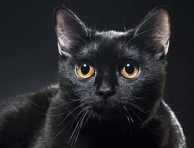 What Can I Give My Cat to Improve His Coat?