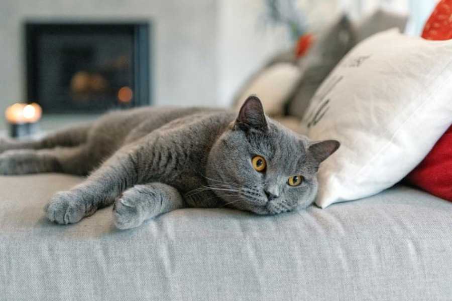 British Shorthair