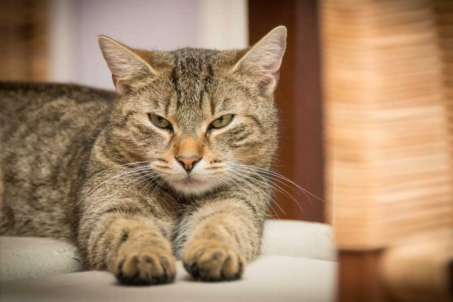 Stress, Anxiety, or Depression