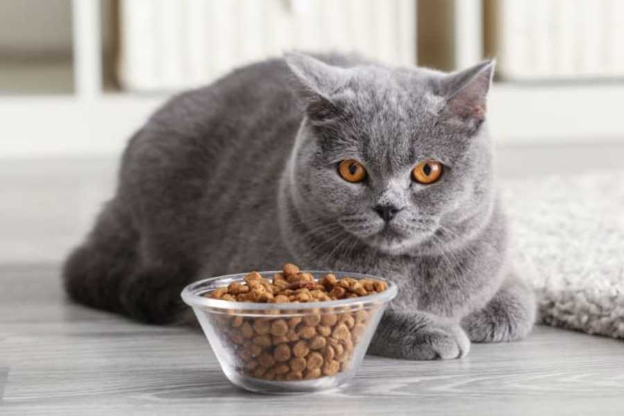 Slowed Metabolism in Older Cats