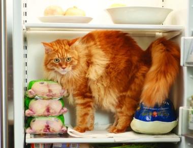 Can You Put Cat Food in the Fridge? How to Store and Keep Cat Food