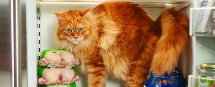 Can You Put Cat Food in the Fridge? How to Store and Keep Cat Food