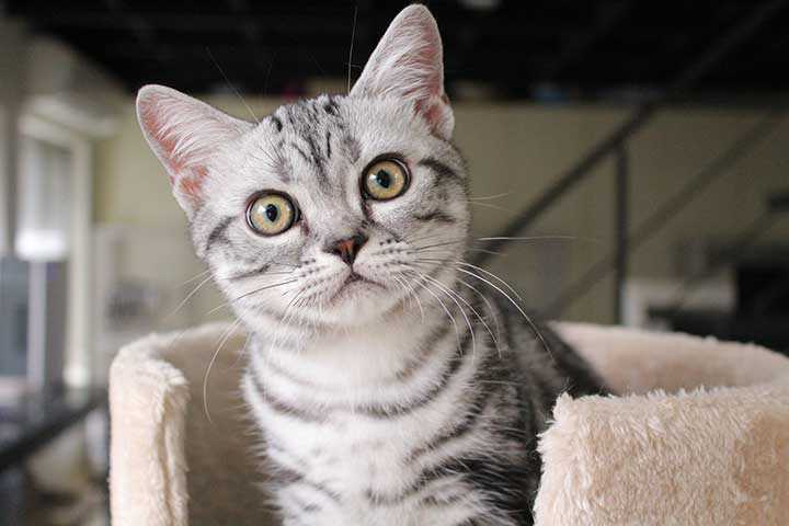 american shorthair