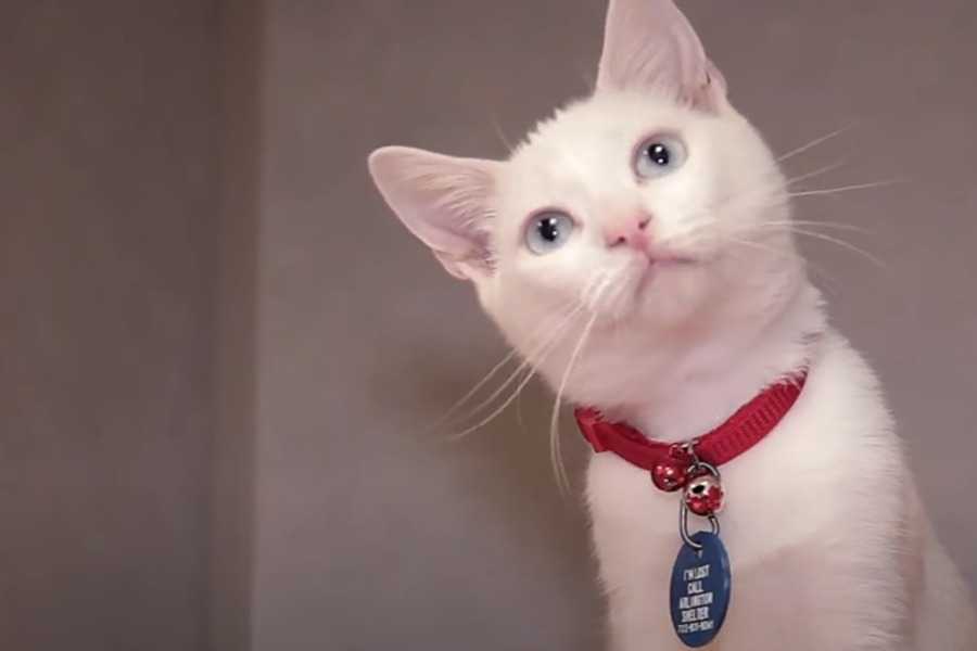 Foreign Bodies in the Mouth