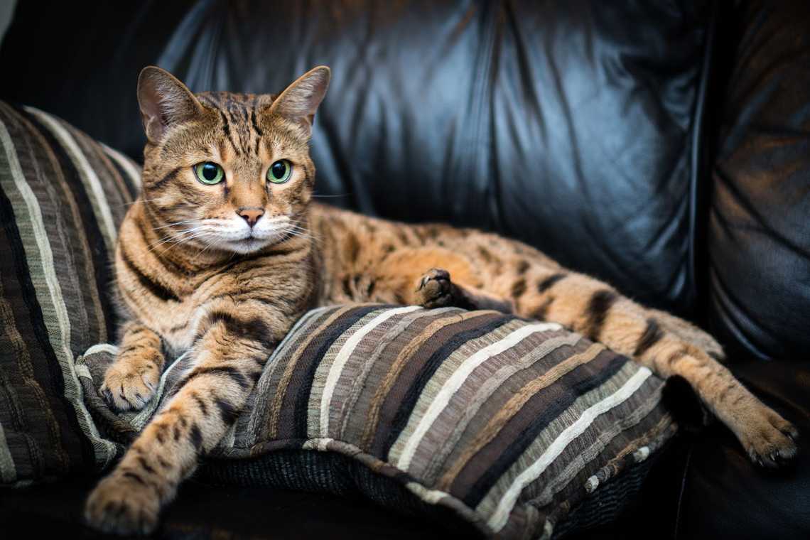 bengal cat