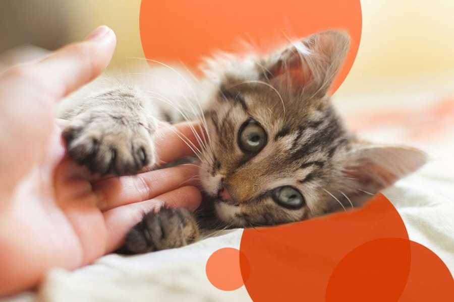 Reasons It's Beneficial To Feed Your Cat Wet Food