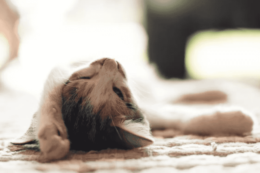 Why You Should Spay Your Cat