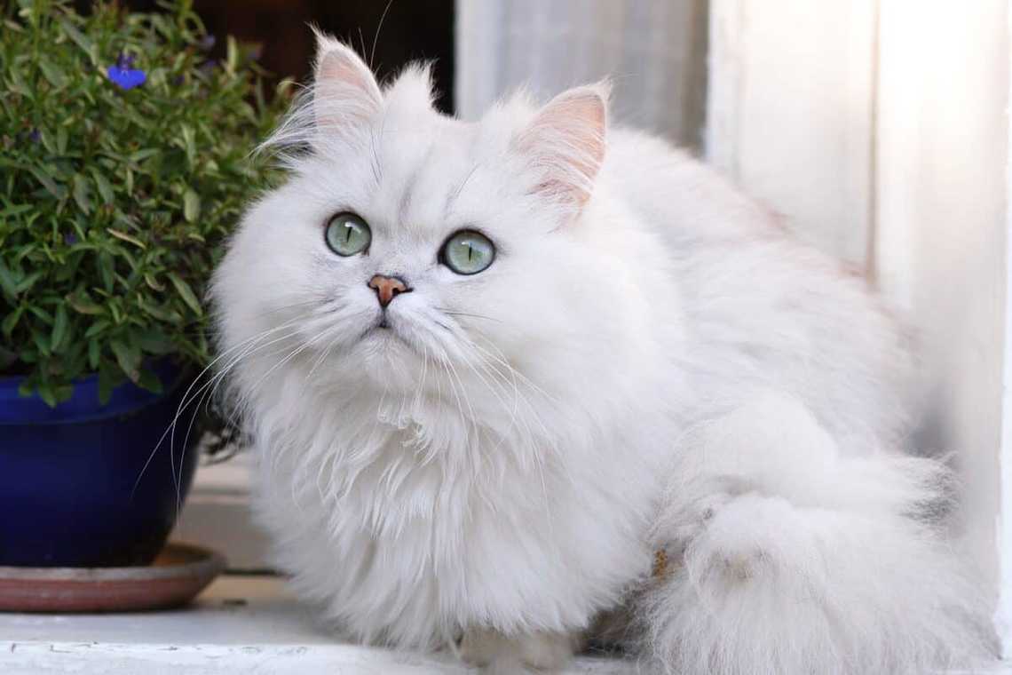 persian cat