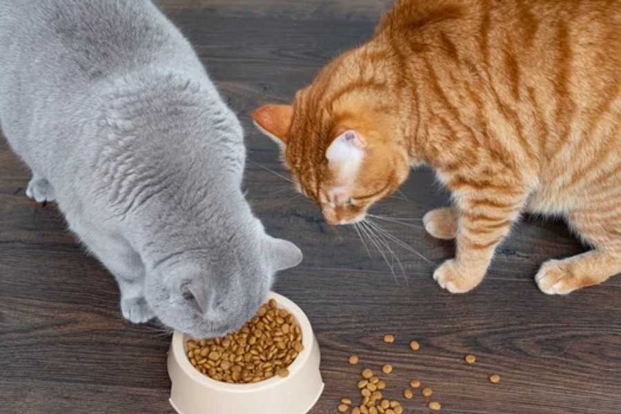 The Importance of Proper Food Storage